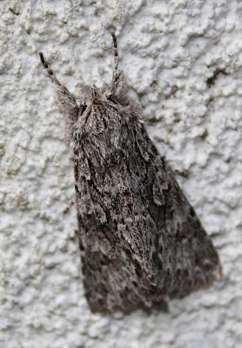 Xylocampa areola